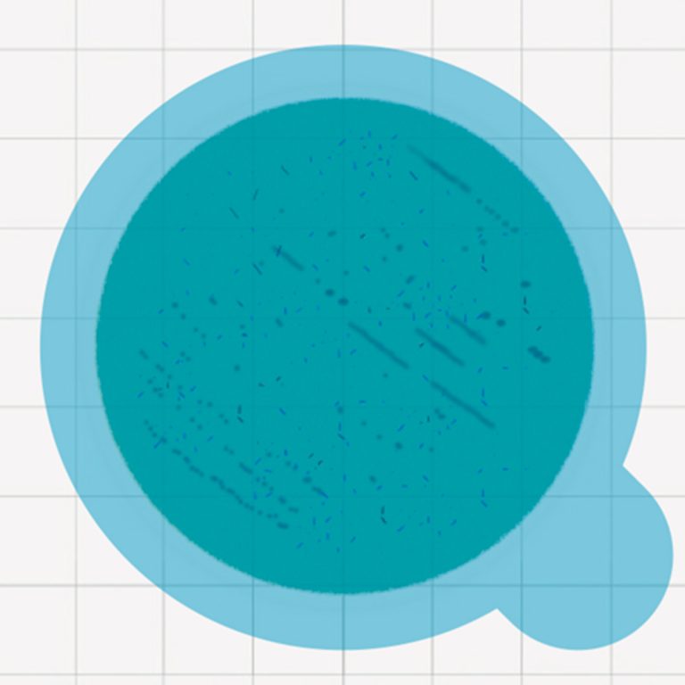 Placas-de-recuento-rápido-para-Staphylococcus-Aureus-(Confirmation-Plate)